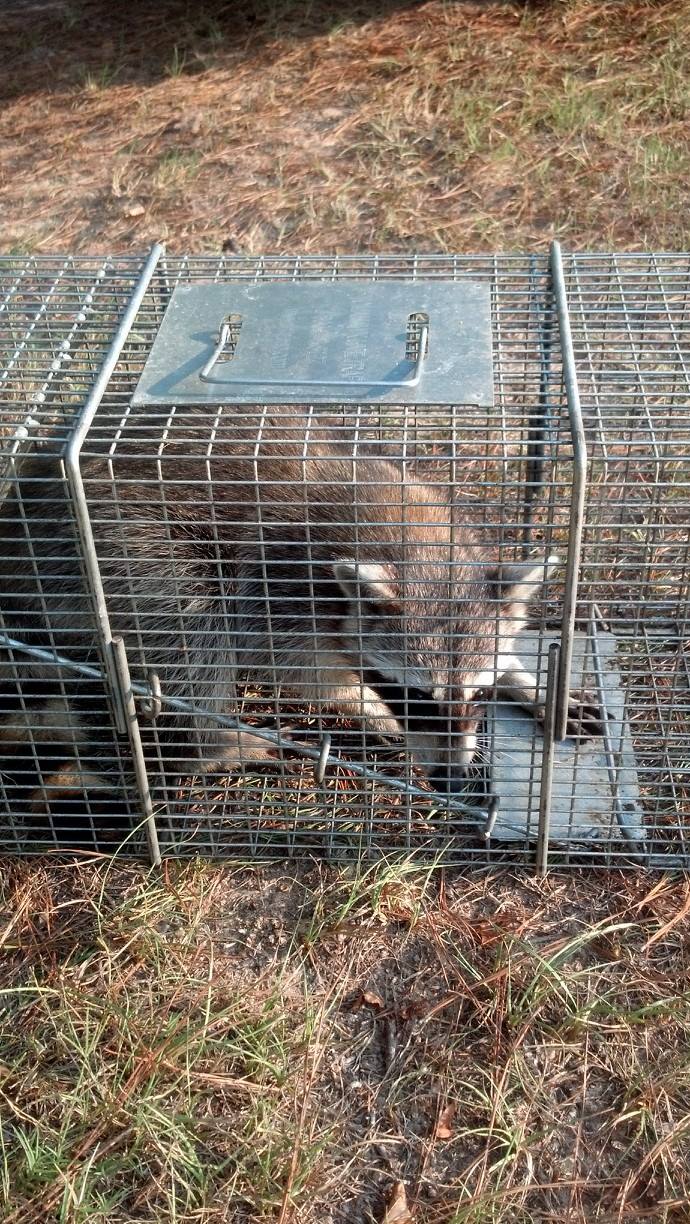 Trapper J Raccoon Removal